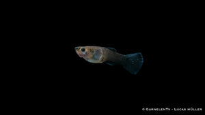 Guppy weiblich blue moskau bei 24-28°C