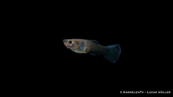 Guppy weiblich blue moskau - Poecilia reticulata