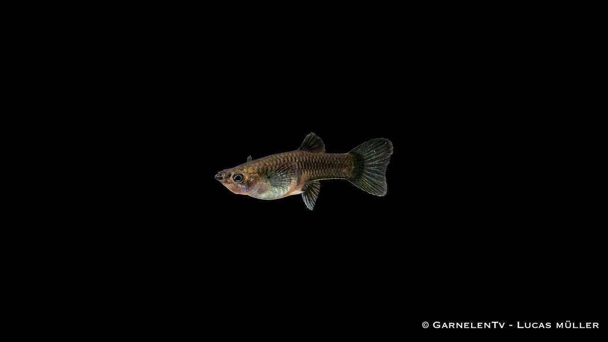 Futter für Guppy weiblich blue moskau – Flockenfutter