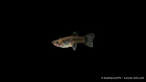 Futter für Guppy weiblich blue moskau – Flockenfutter