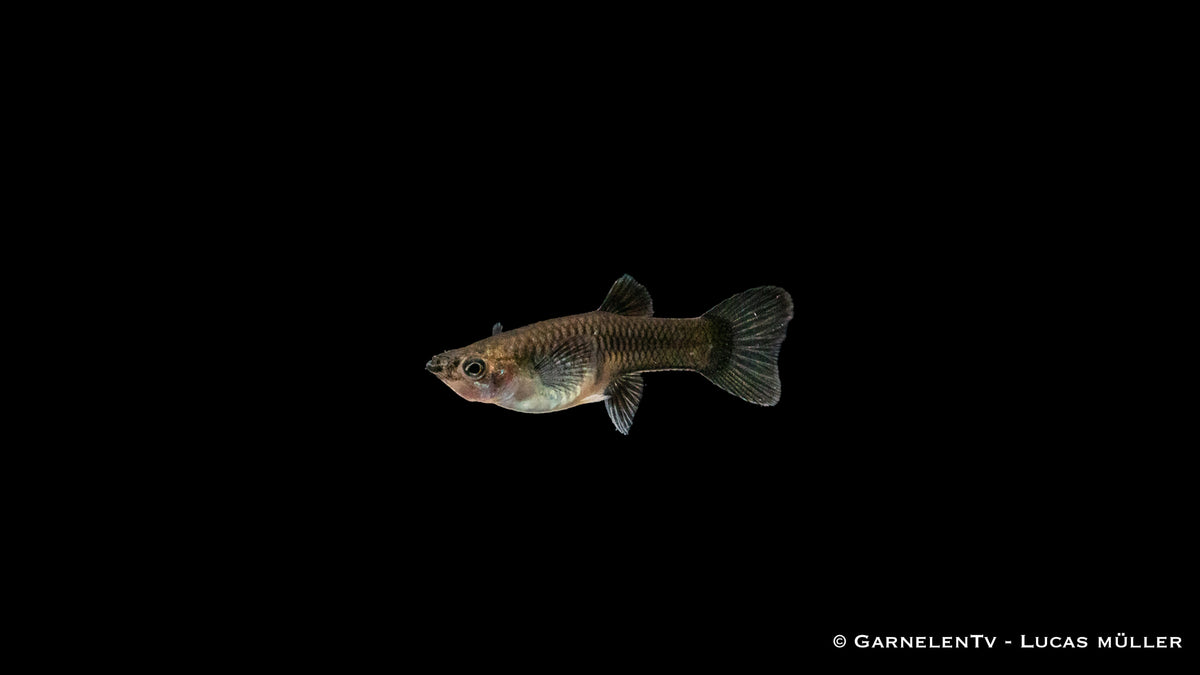 Guppy weiblich blue moskau im Aquarienwasser bei 50L
