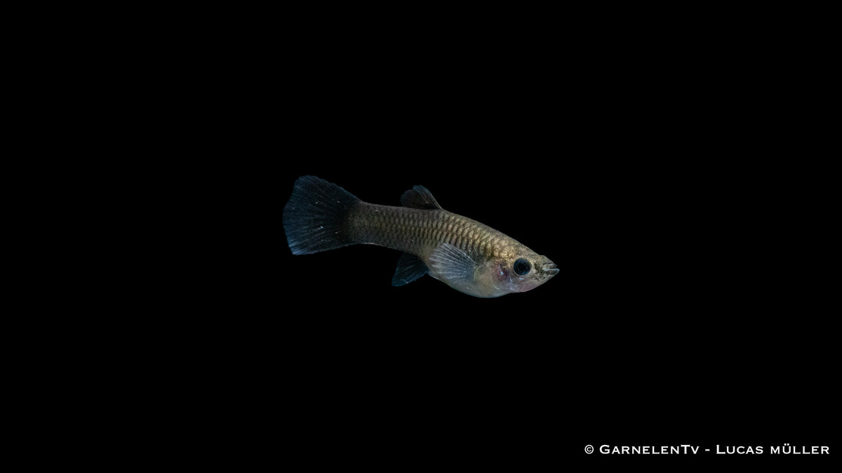 Poecilia reticulata Guppy weiblich blue moskau als Aquarienfisch