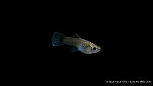 Poecilia reticulata Guppy weiblich blue moskau als Aquarienfisch