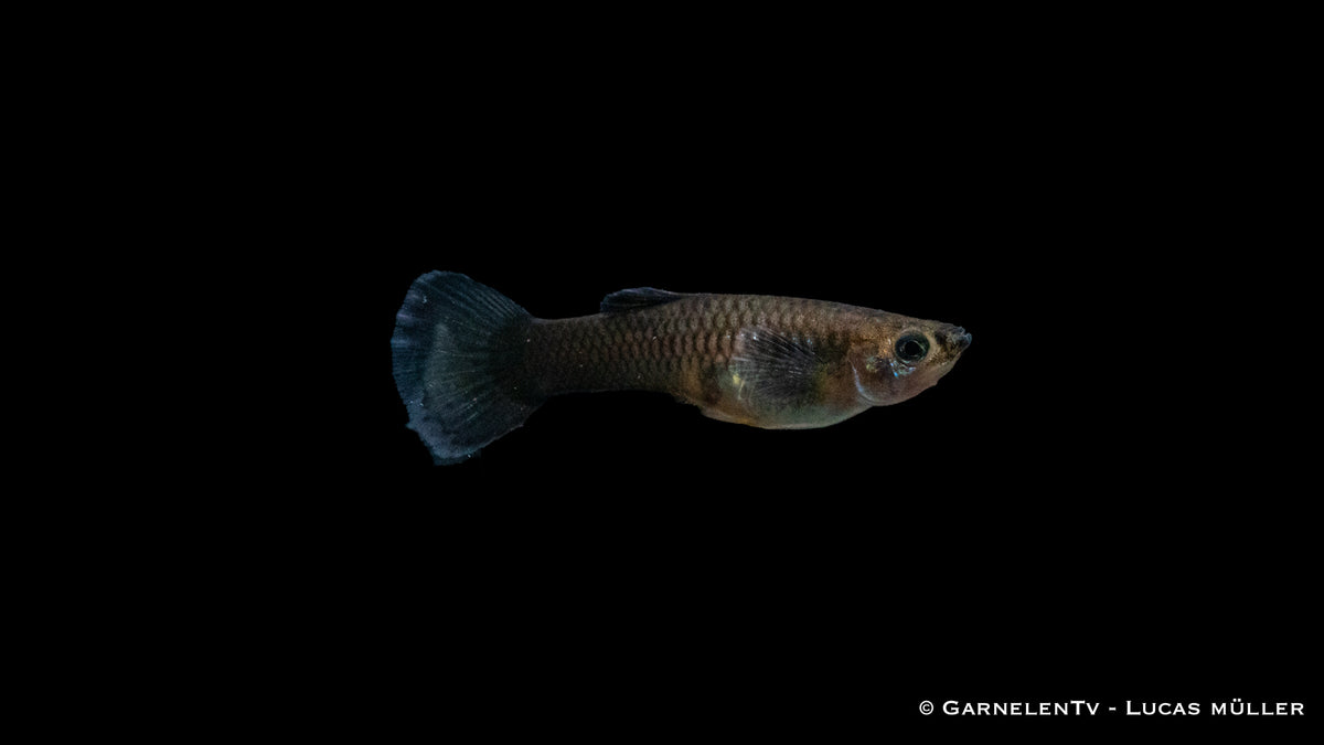 Guppy weiblich blue moskau Futterempfehlung Lebendfutter