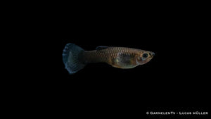 Guppy weiblich blue moskau Futterempfehlung Lebendfutter