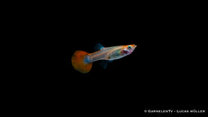 Guppy Dragon Platinum – Seitenansicht