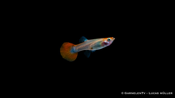 Guppy weiblich Dragon Platinum - Poecilia reticulata