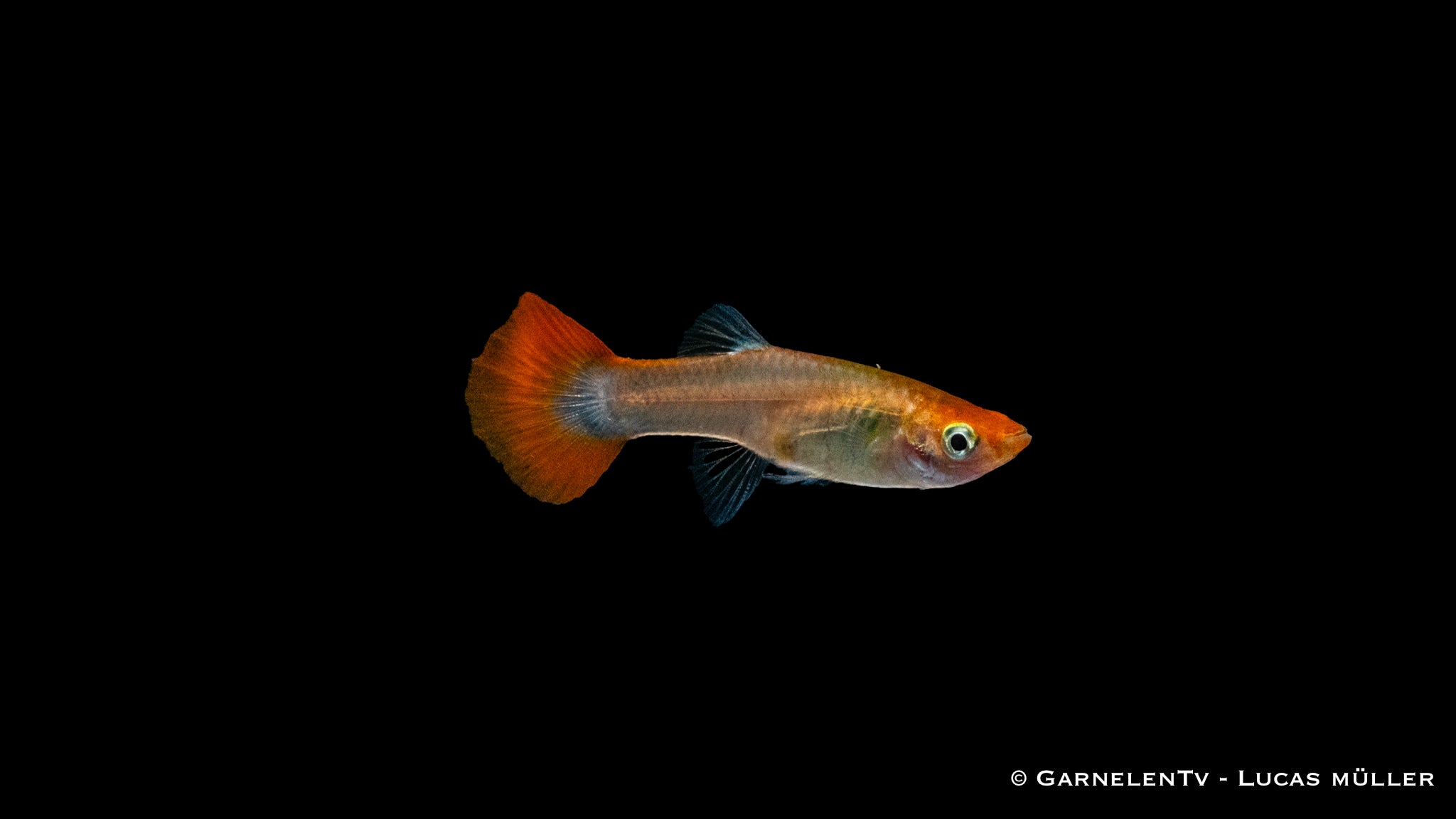 Guppy weiblich Dragon Platinum - Poecilia reticulata