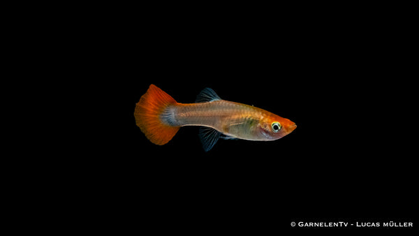 Guppy weiblich Dragon Platinum - Poecilia reticulata