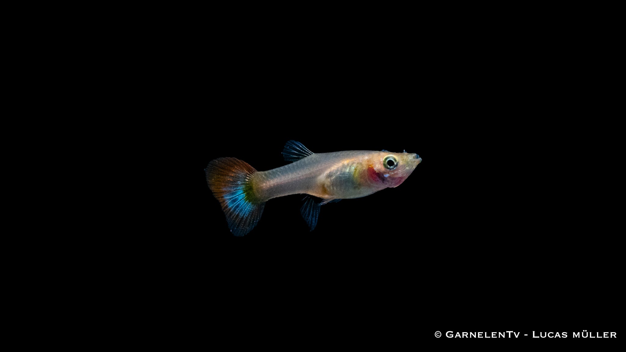 Guppy weiblich Dragon Platinum - Poecilia reticulata