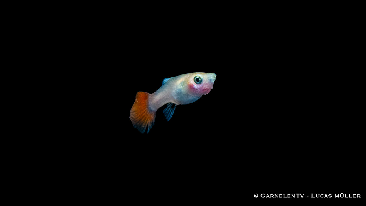 Poecilia reticulata Dragon Platinum im Aquarium