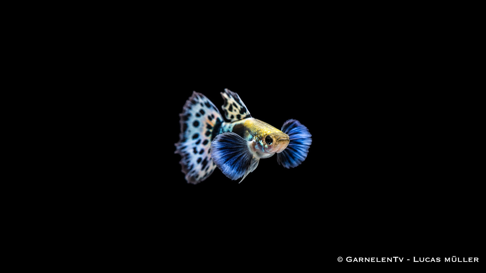 Guppy dumbo ear blau Männchen - Poecilia reticulata