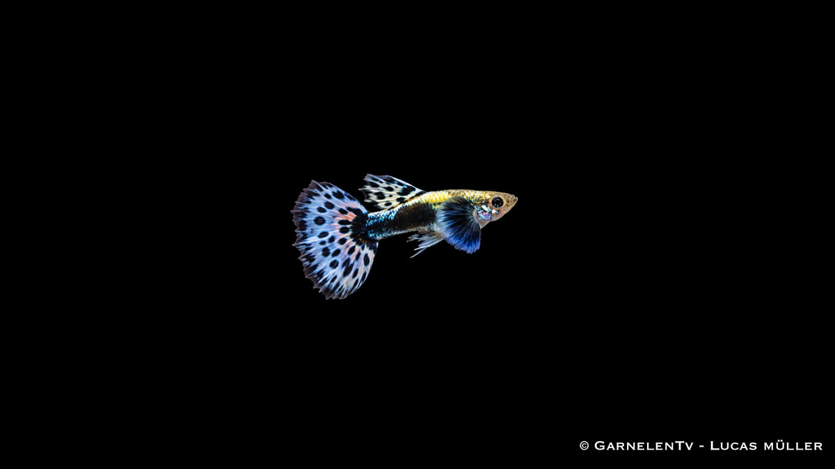 Guppy dumbo ear blau Männchen - Poecilia reticulata