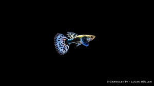 Guppy dumbo ear blau Männchen - Poecilia reticulata
