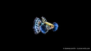 Guppy dumbo ear blau Männchen - Poecilia reticulata