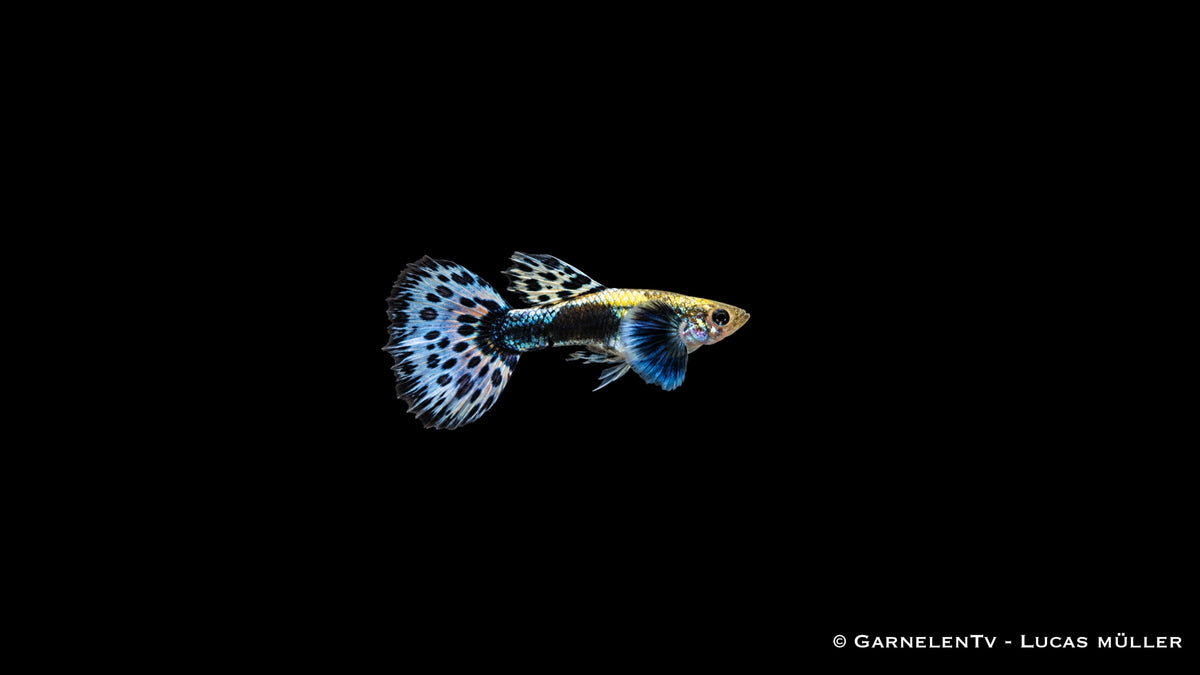 Guppy dumbo ear blau Männchen - Poecilia reticulata