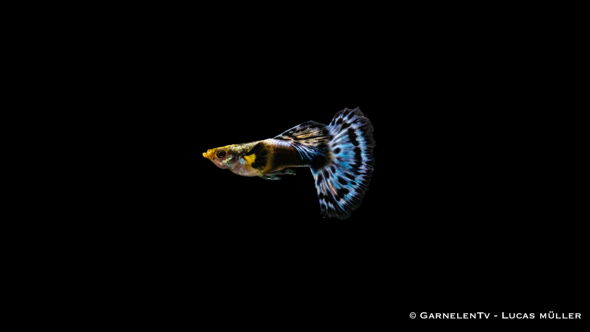 Guppy Dumbo Ear Blau Männchen im Aquarium