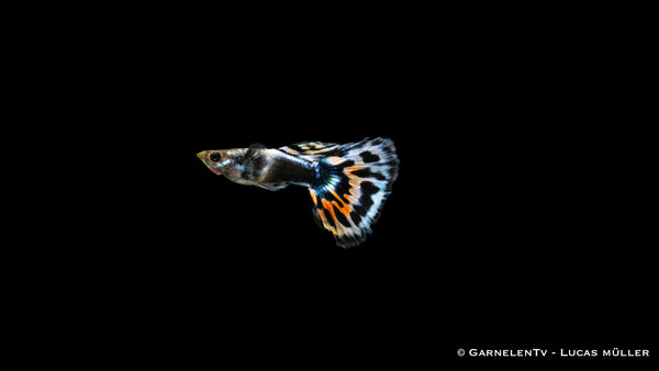 Guppy dumbo ear blau Männchen - Poecilia reticulata