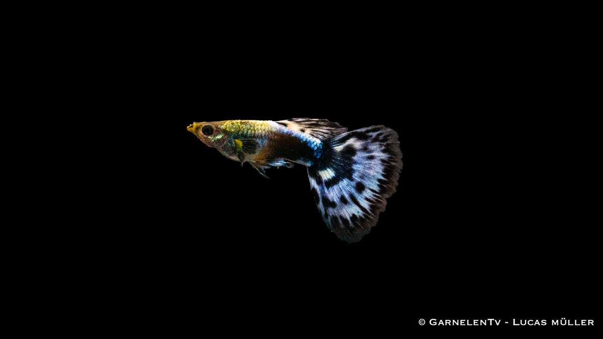 Schwarm von Guppy Dumbo Ear Blau im Wasser