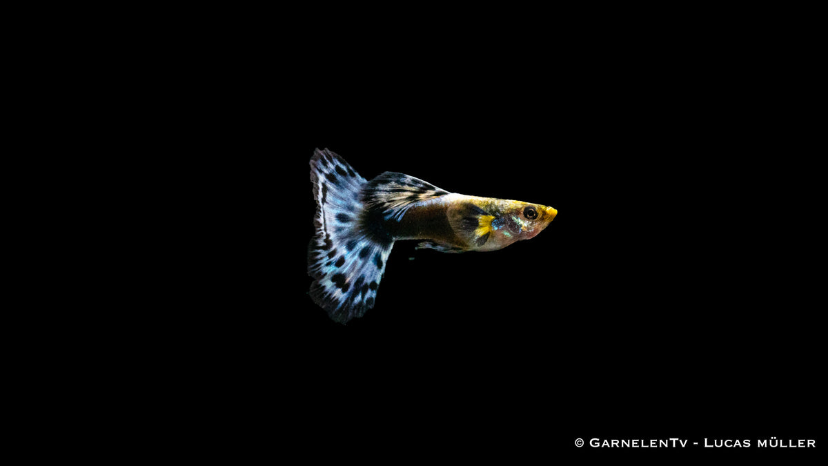Nahaufnahme des Dumbo Ear Blau Guppys mit leuchtender Farbe