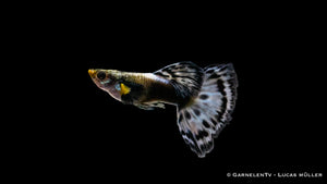 Guppy Dumbo Ear Blau schwimmend im bepflanzten Aquarium