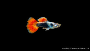 Guppy flame tuxedo Männchen - Poecilia reticulata