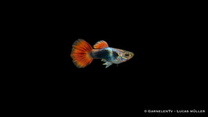 Guppy flame tuxedo Männchen - Poecilia reticulata