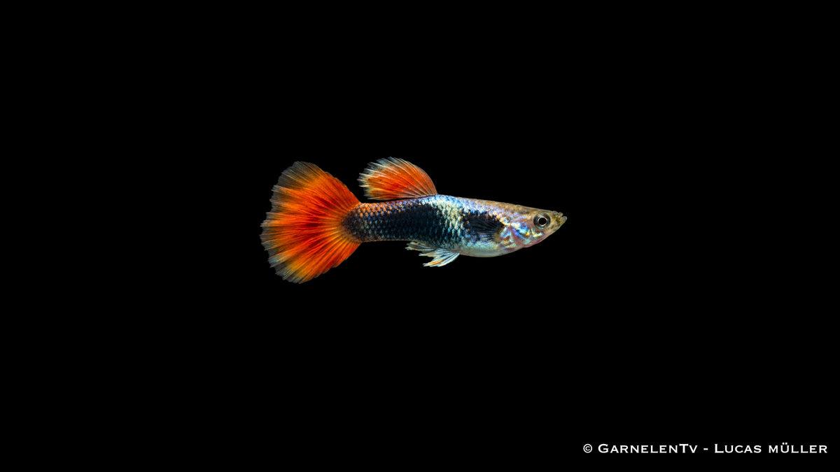 Guppy flame tuxedo Männchen - Poecilia reticulata