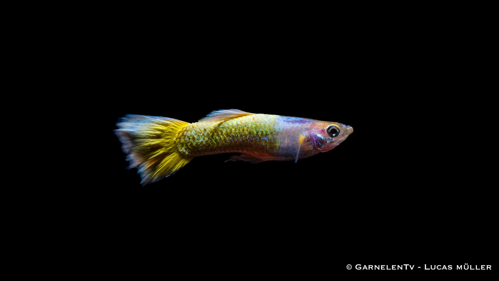 Guppy full gold Männchen - Poecilia reticulata