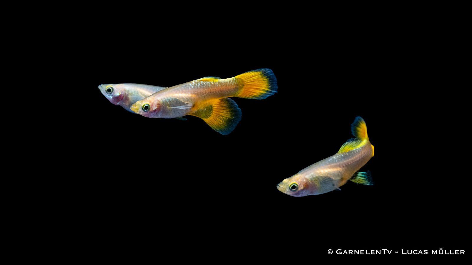 Guppy weiblich full gold im Aquarium