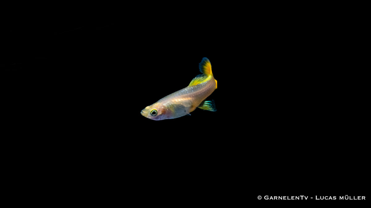 Poecilia reticulata Guppy weiblich full gold