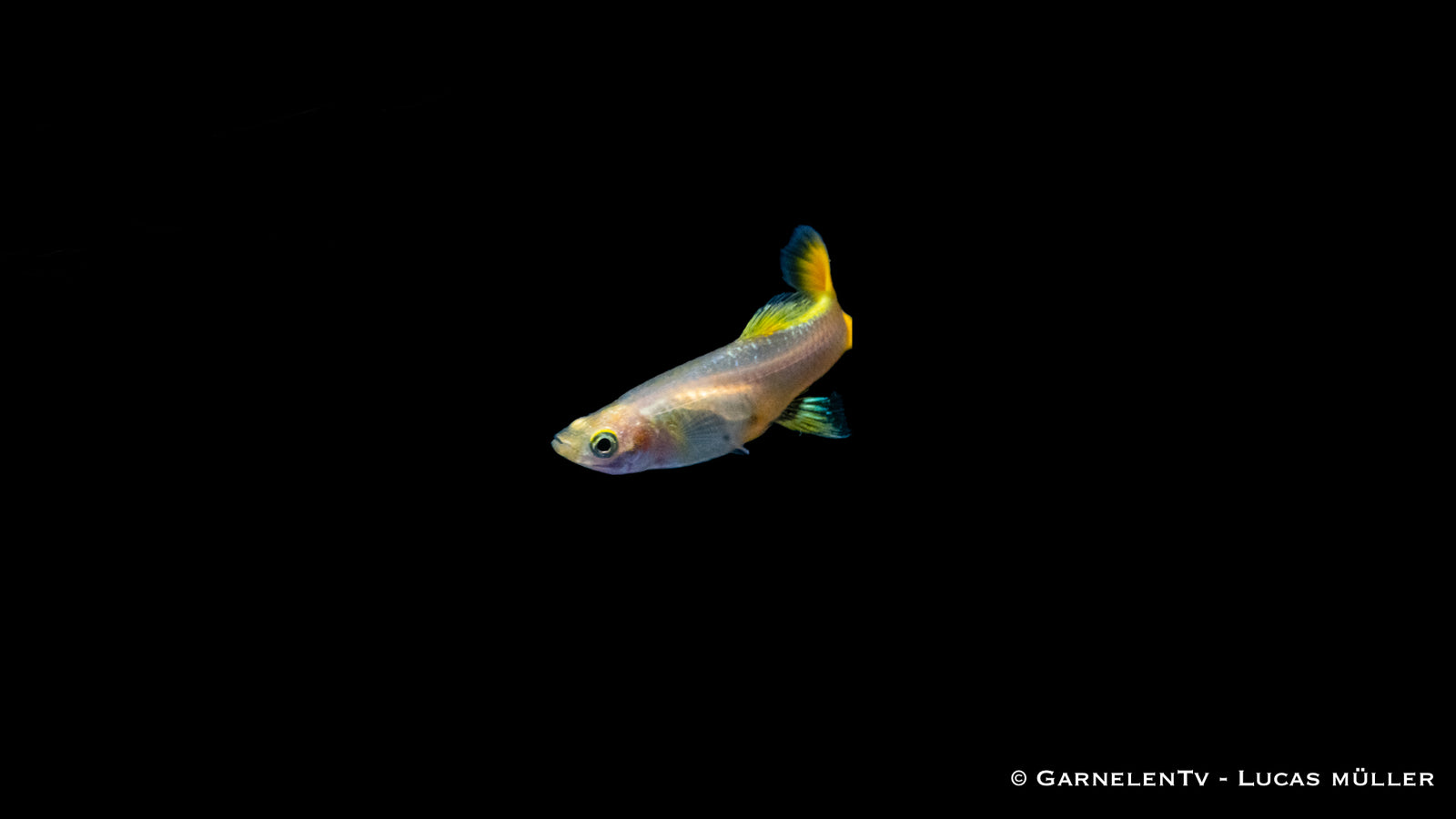 Guppy weiblich full gold im Aquarium