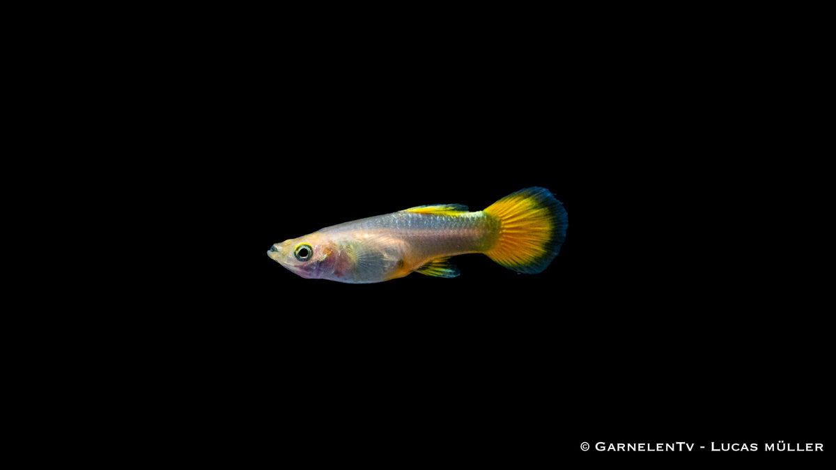 Schwarmfisch Guppy weiblich full gold bei Gruppenhaltung