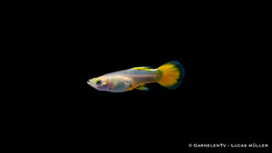 Schwarmfisch Guppy weiblich full gold bei Gruppenhaltung