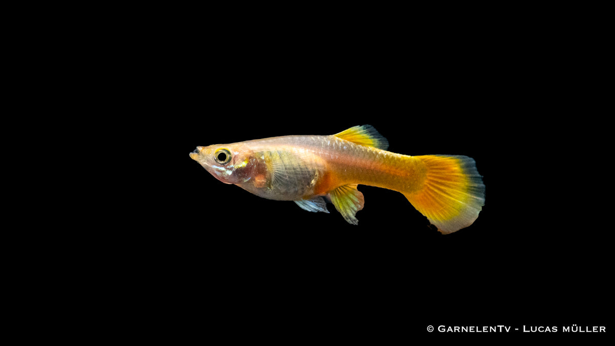 Guppy weiblich full gold im Aquarienwasser
