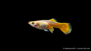 Guppy weiblich full gold im Aquarienwasser