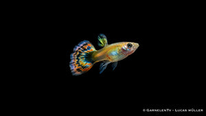 Guppy männlich Dragon Platin - Poecilia reticulata
