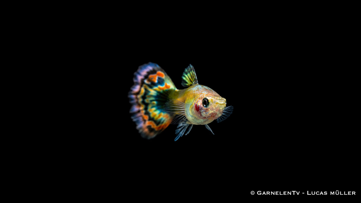 Guppy männlich Dragon Platin - Poecilia reticulata