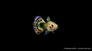 Guppy männlich Dragon Platin - Poecilia reticulata