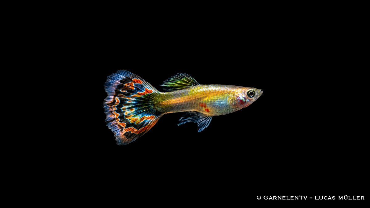 Guppy männlich Dragon Platin - Poecilia reticulata