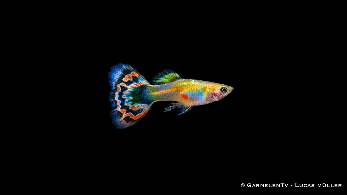 Guppy männlich Dragon Platin - Poecilia reticulata