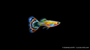 Guppy männlich Dragon Platin - Poecilia reticulata