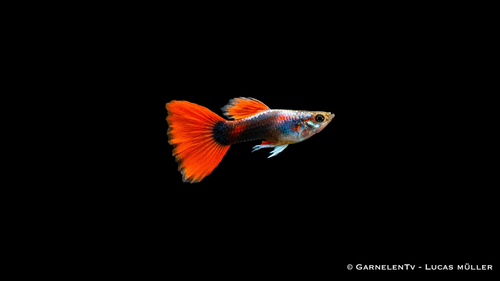 Guppy männlich Rot Tuxedo - Poecilia reticulata
