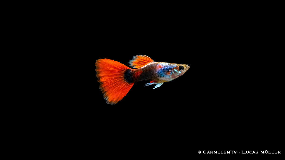 Guppy männlich Rot Tuxedo - Poecilia reticulata