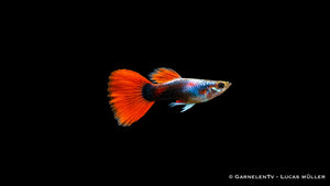 Guppy männlich Rot Tuxedo - Poecilia reticulata