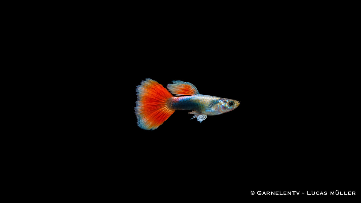Guppy männlich SANTA CLAUS - Poecilia Reticulata