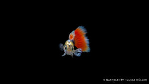 Guppy männlich SANTA CLAUS - Poecilia Reticulata