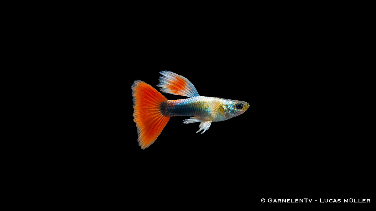 Guppy männlich SANTA CLAUS - Poecilia Reticulata
