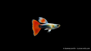 Guppy männlich SANTA CLAUS - Poecilia Reticulata