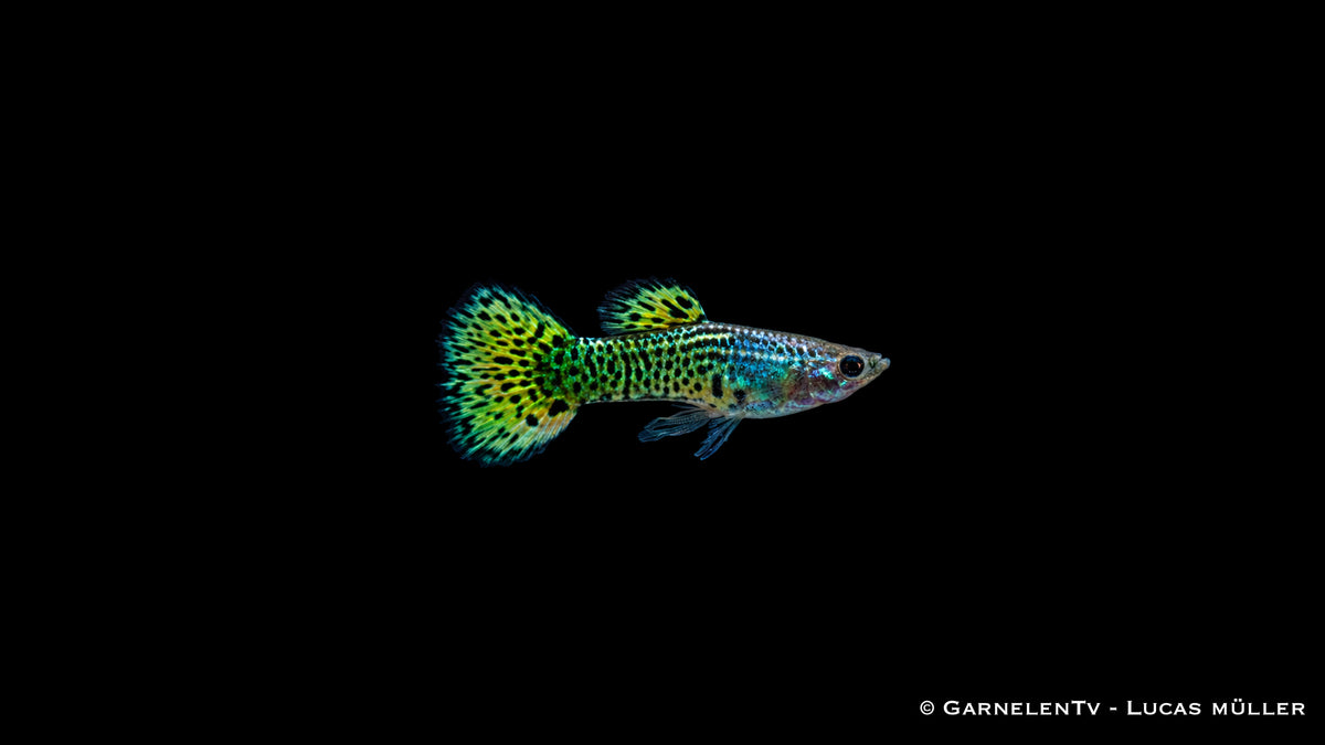 Guppy männlich "Cobra Green" - Poecilia reticulata